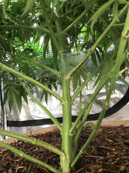 Critical Purple Kush Seedsman Indoor. Week 11