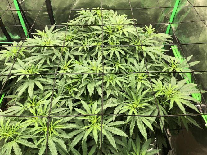 Colombian Jack Kannabia Indoor Spring 26. Week 11