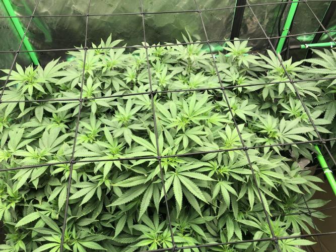 Karibbean Mango Indoor Spring 26. Week 10