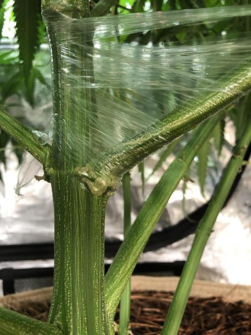 Critical Purple Kush Seedsman Indoor. Week 11