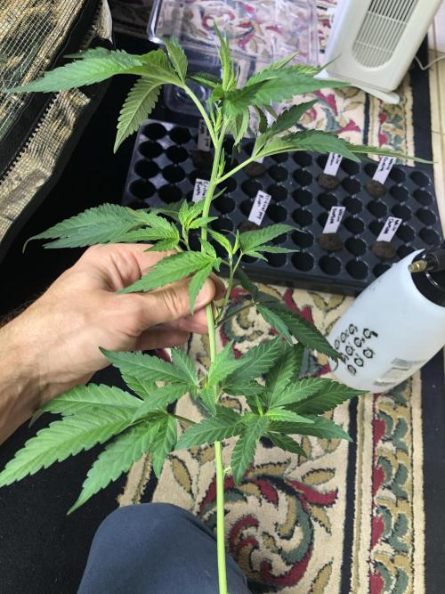White Domina Kannabia Indoor Spring 26. Week 11