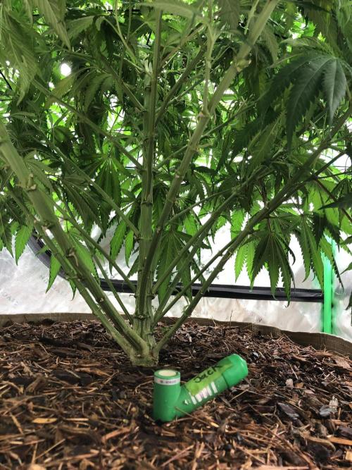 Colombian Jack Kannabia Indoor Spring 26. Week 11