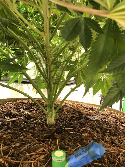 Karibbean Mango Indoor Spring 26. Week 10