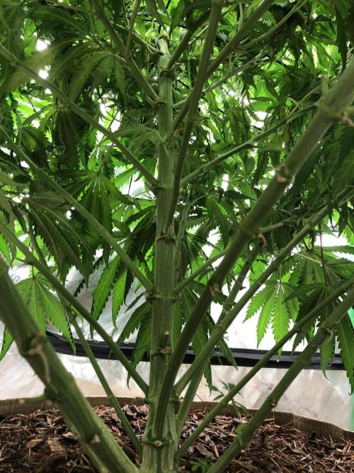 Colombian Jack Kannabia Indoor Spring 26. Week 11