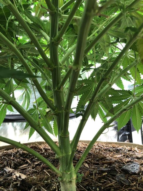Karibbean Mango Indoor Spring 26. Week 10