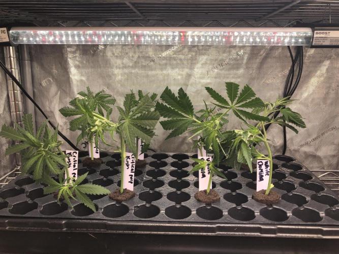 White Domina Kannabia Indoor Spring 26. Week 11