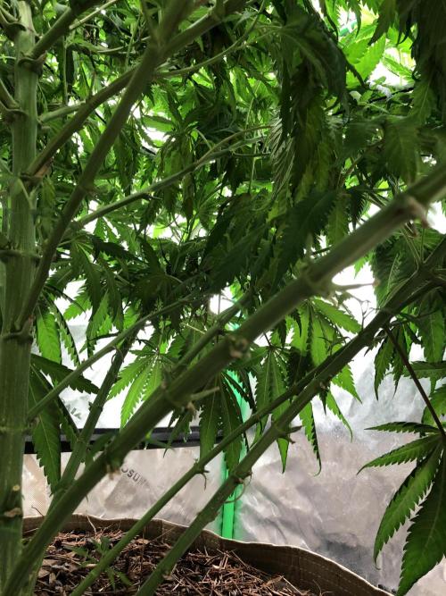 Colombian Jack Kannabia Indoor Spring 26. Week 11