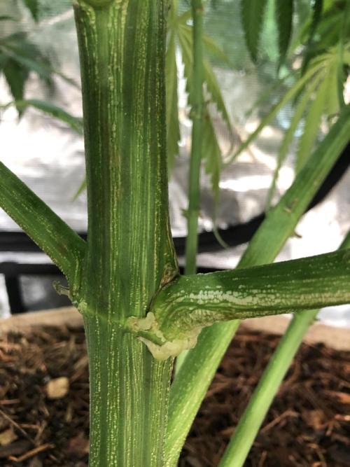 Critical Purple Kush Seedsman Indoor. Week 11