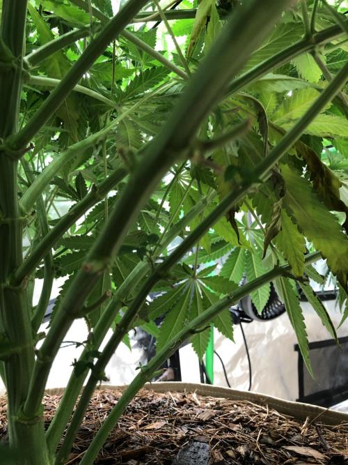 Karibbean Mango Indoor Spring 26. Week 10