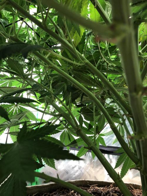 Karibbean Mango Indoor Spring 26. Week 10