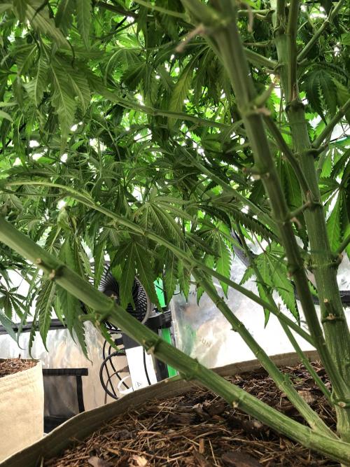 Colombian Jack Kannabia Indoor Spring 26. Week 11