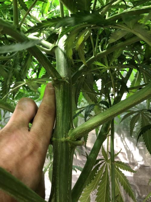 Critical Purple Kush Seedsman Indoor. Week 11