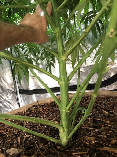 Critical Purple Kush Seedsman Indoor. Week 11