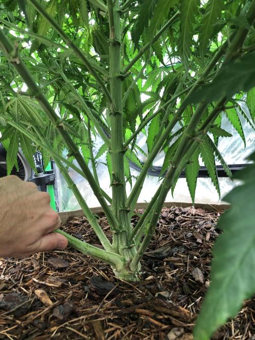 Colombian Jack Kannabia Indoor Spring 26. Week 11