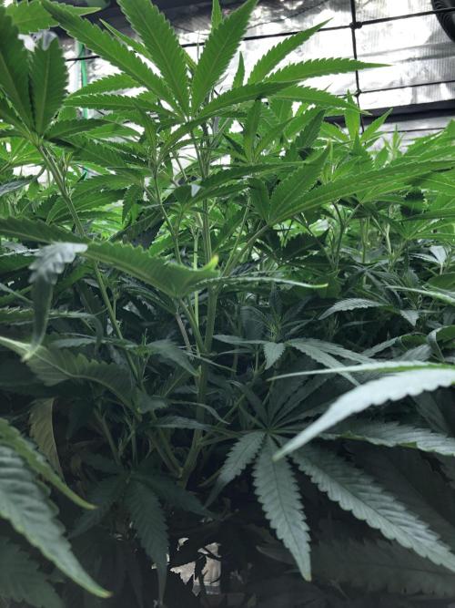 Critical Purple Kush Seedsman Indoor. Week 11