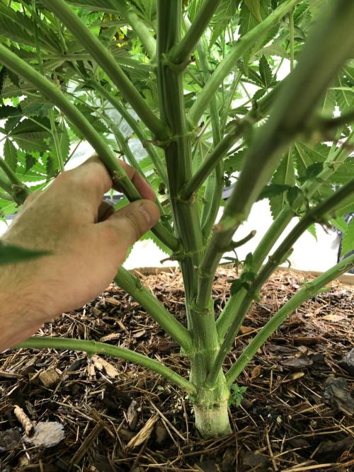 Karibbean Mango Indoor Spring 26. Week 10
