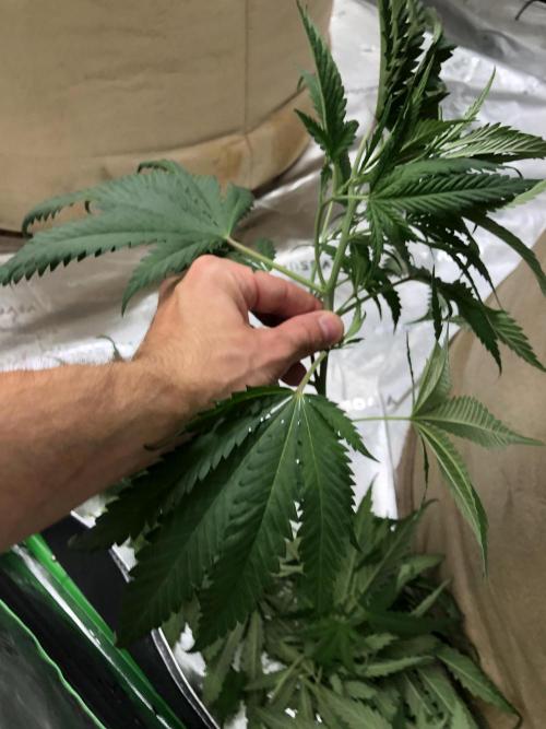 Colombian Jack Kannabia Indoor Spring 26. Week 11