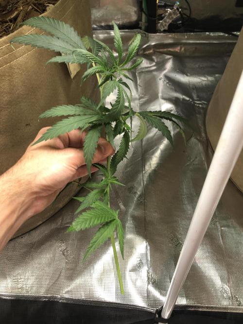 Critical Purple Kush Seedsman Indoor. Week 11