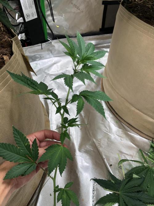 Karibbean Mango Indoor Spring 26. Week 10