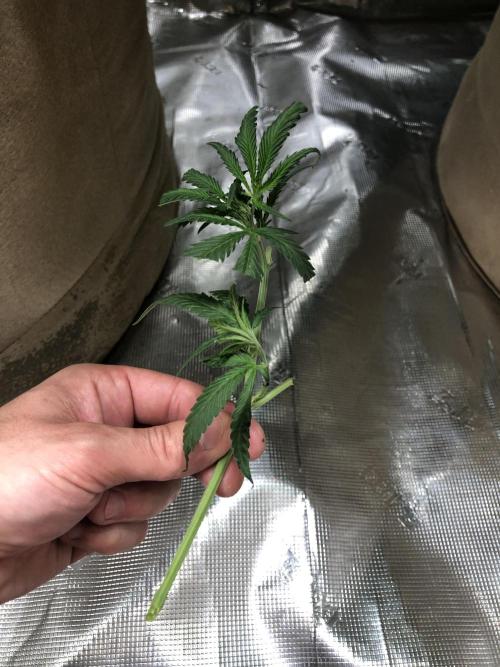 Critical Purple Kush Seedsman Indoor. Week 11