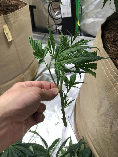 Colombian Jack Kannabia Indoor Spring 26. Week 11