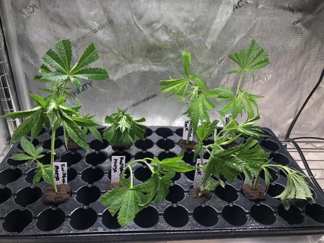 Colombian Jack Kannabia Indoor Spring 26. Week 11