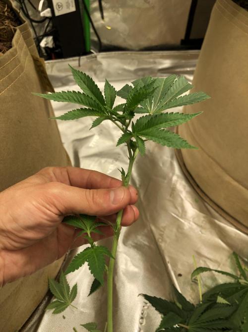 Karibbean Mango Indoor Spring 26. Week 10
