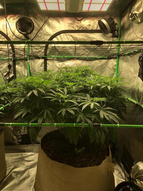 Colombian Jack Kannabia Indoor Spring 26. Week 11