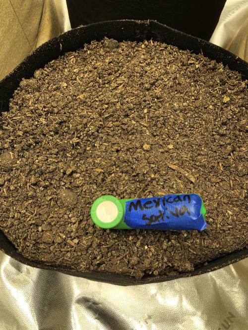 Mexican Sativa Kannabaia Indoor Summer. Week 0