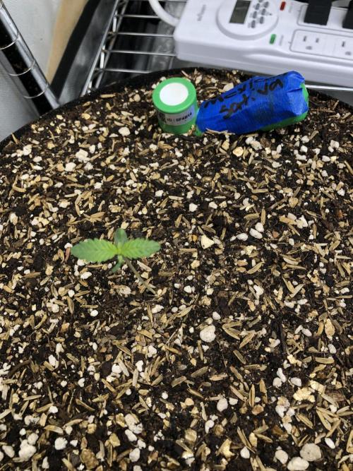 Mexican Sativa Kannabaia Indoor Summer. Week 0