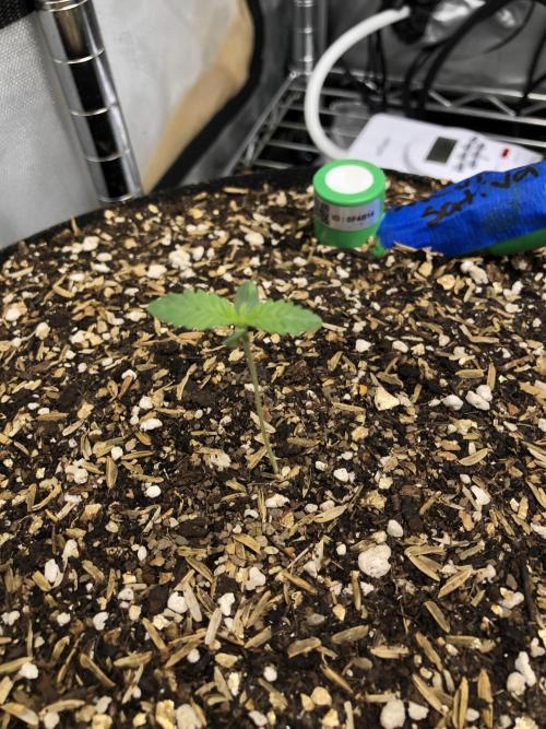 Mexican Sativa Kannabaia Indoor Summer. Week 0
