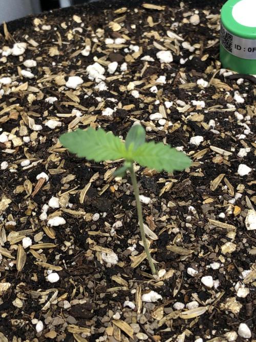 Mexican Sativa Kannabaia Indoor Summer. Week 0