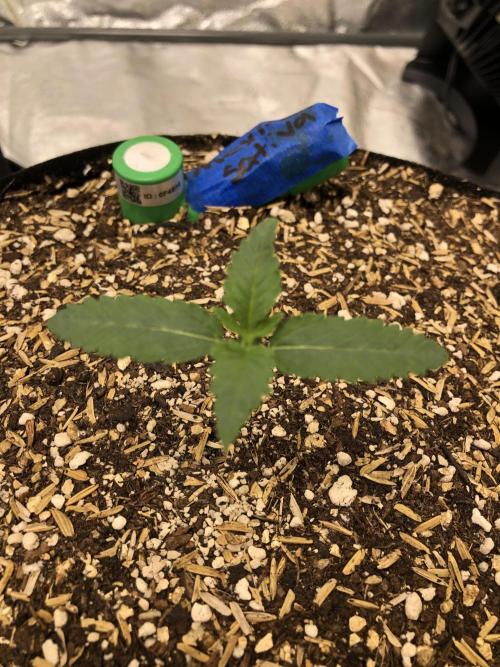 Mexican Sativa Kannabaia Indoor Summer. Week 1