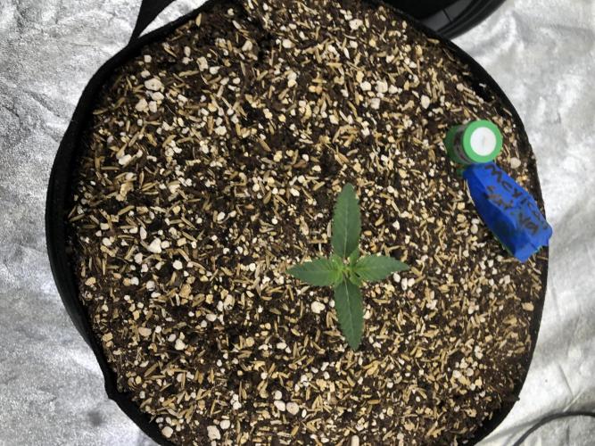 Mexican Sativa Kannabaia Indoor Summer. Week 1