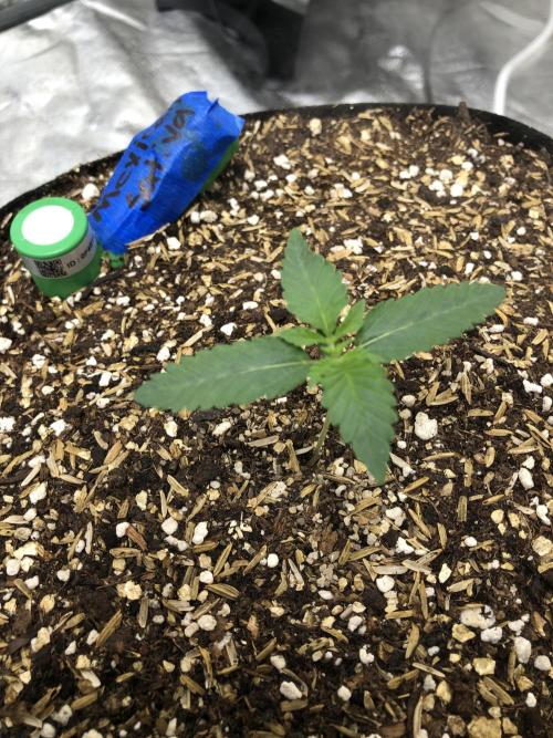 Mexican Sativa Kannabaia Indoor Summer. Week 1
