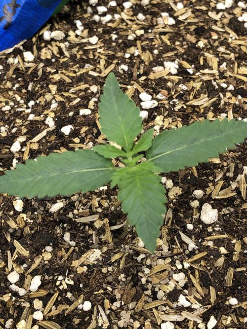 Mexican Sativa Kannabaia Indoor Summer. Week 1