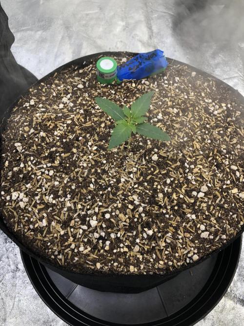 Mexican Sativa Kannabaia Indoor Summer. Week 1
