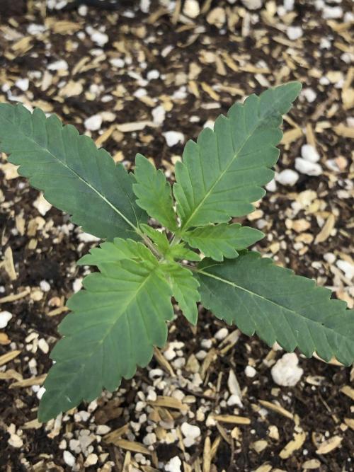 Mexican Sativa Kannabaia Indoor Summer. Week 1
