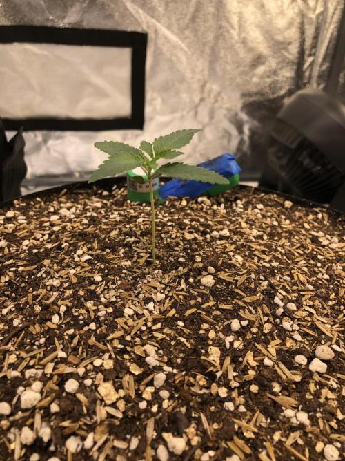 Mexican Sativa Kannabaia Indoor Summer. Week 1
