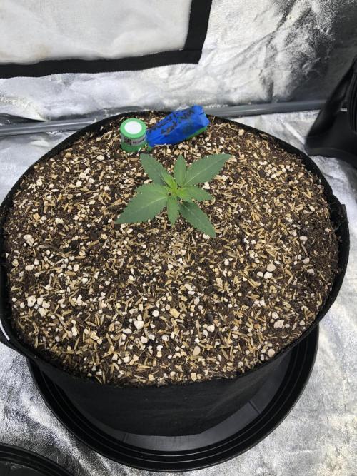 Mexican Sativa Kannabaia Indoor Summer. Week 1