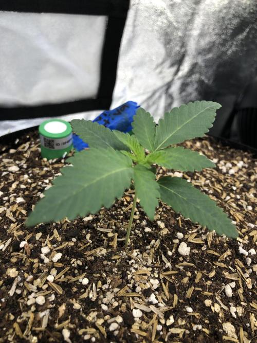 Mexican Sativa Kannabaia Indoor Summer. Week 1