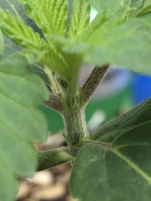 Mexican Sativa Kannabaia Indoor Summer. Week 1