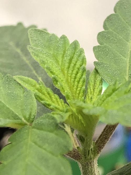 Mexican Sativa Kannabaia Indoor Summer. Week 1