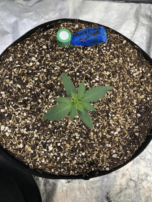 Mexican Sativa Kannabaia Indoor Summer. Week 1