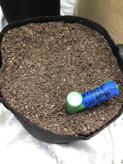 Silver Widow Kannabaia Indoor Summer. Week 0