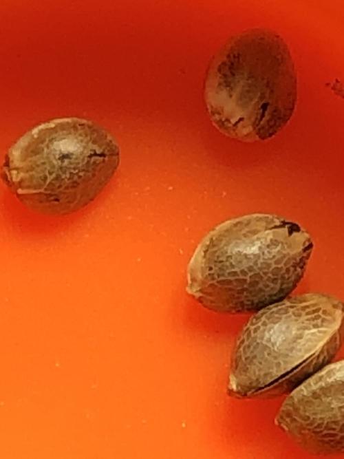 Silver Widow Kannabaia Indoor Summer. Week 0