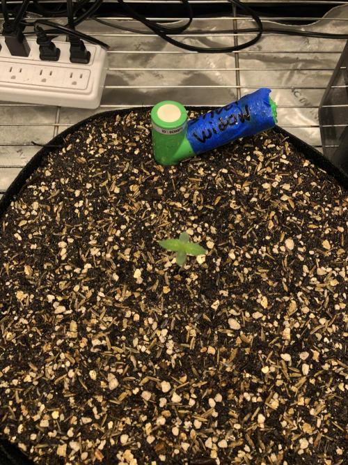 Silver Widow Kannabaia Indoor Summer. Week 0