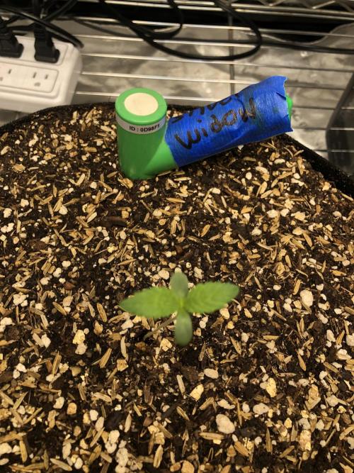 Silver Widow Kannabaia Indoor Summer. Week 0
