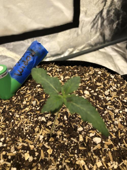 Silver Widow Kannabaia Indoor Summer. Week 1