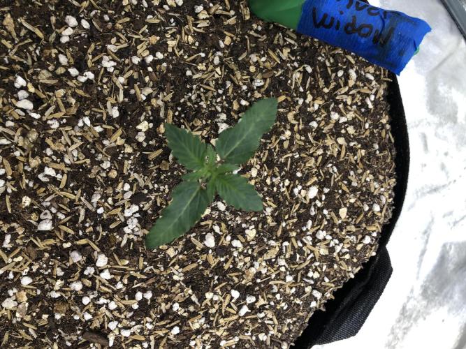 Silver Widow Kannabaia Indoor Summer. Week 1